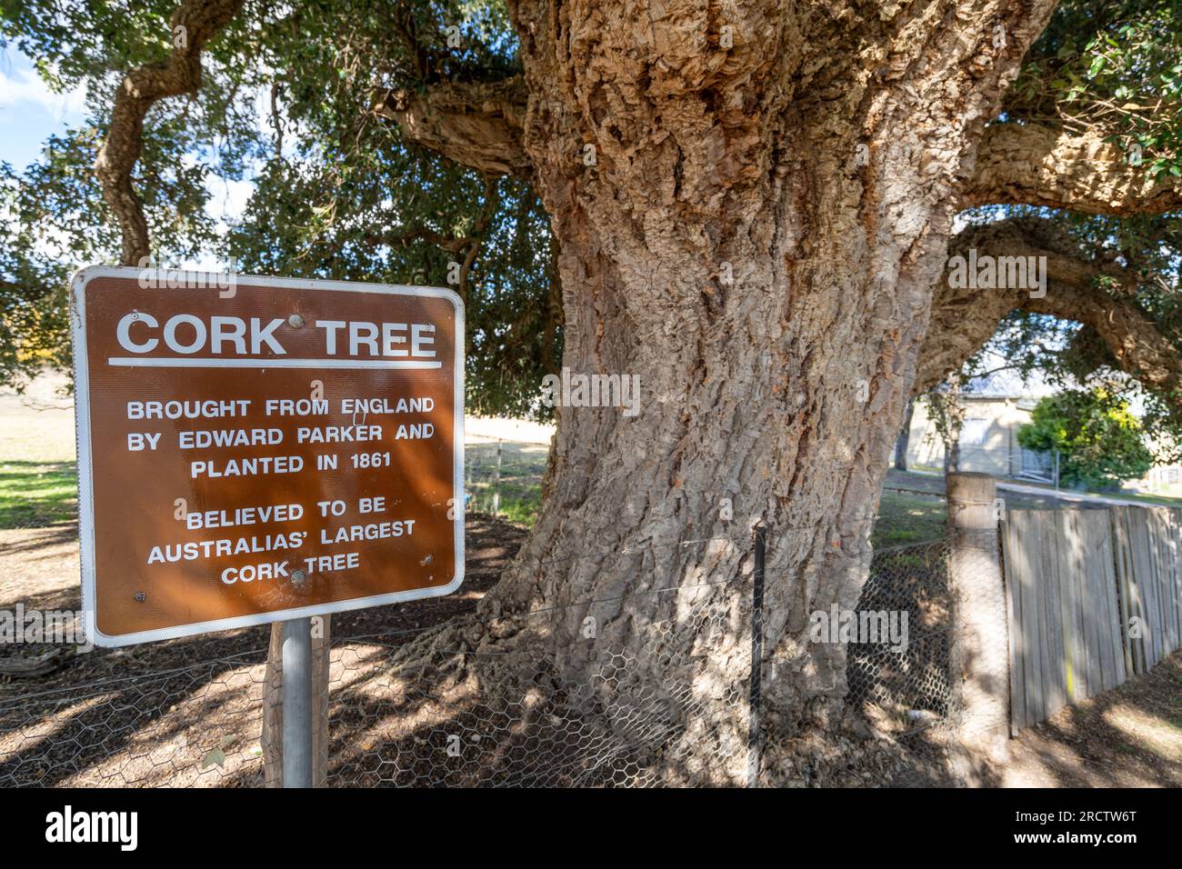 Giant Cork Tree, Tenterfield, New South Wales, Australia Stock Photo