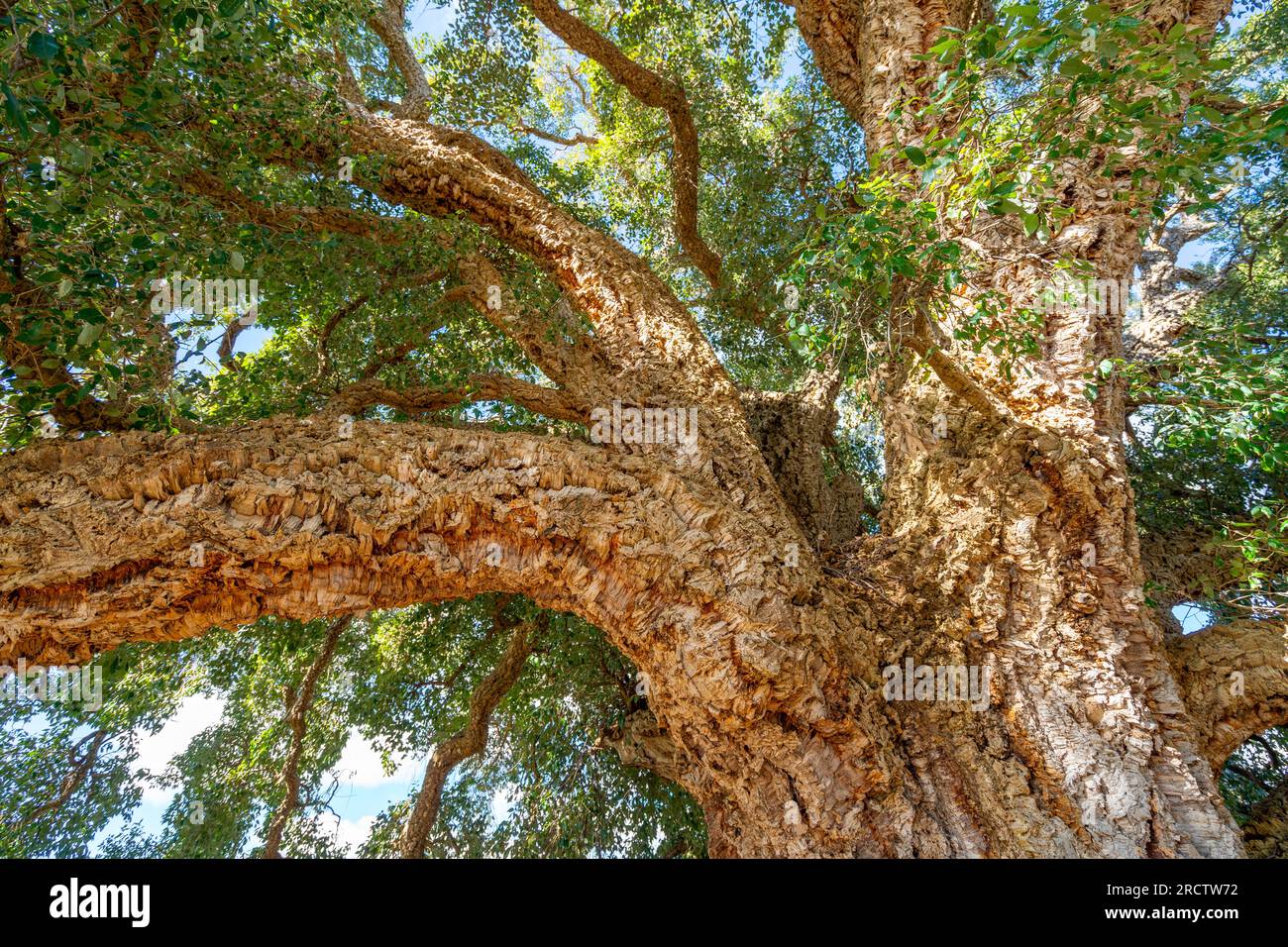 Giant Cork Tree, Tenterfield, New South Wales, Australia Stock Photo