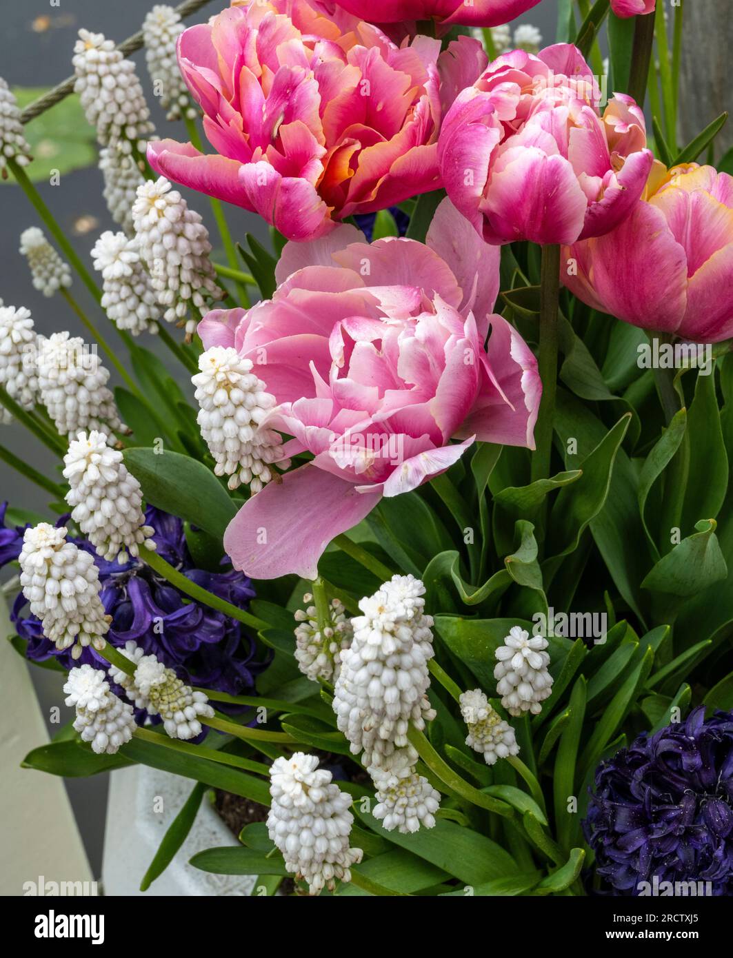 Spring Bouquet With Pink Tulips And White Grape Hyacinth Stock Photo spring-bouquet-with-pink-tulips-and-white-grape-hyacinth-stock-photo