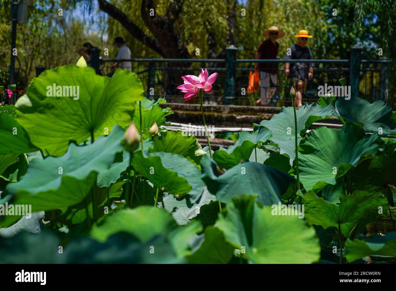 **CHINESE MAINLAND, HONG KONG, MACAU AND TAIWAN OUT** Blooming lotus ...