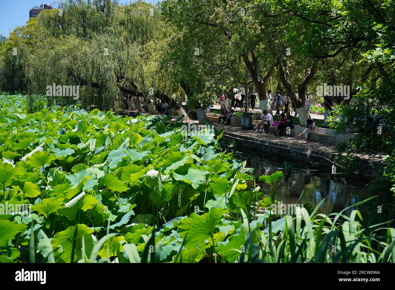 **CHINESE MAINLAND, HONG KONG, MACAU AND TAIWAN OUT** Blooming lotus ...