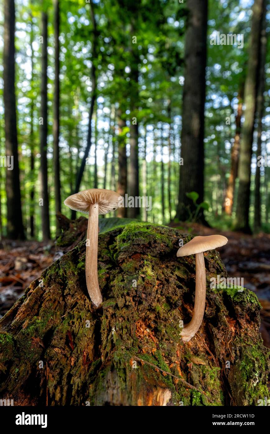 Wild mushrooms growing on fallen tree trunk - Brevard, North Carolina, USA Stock Photo