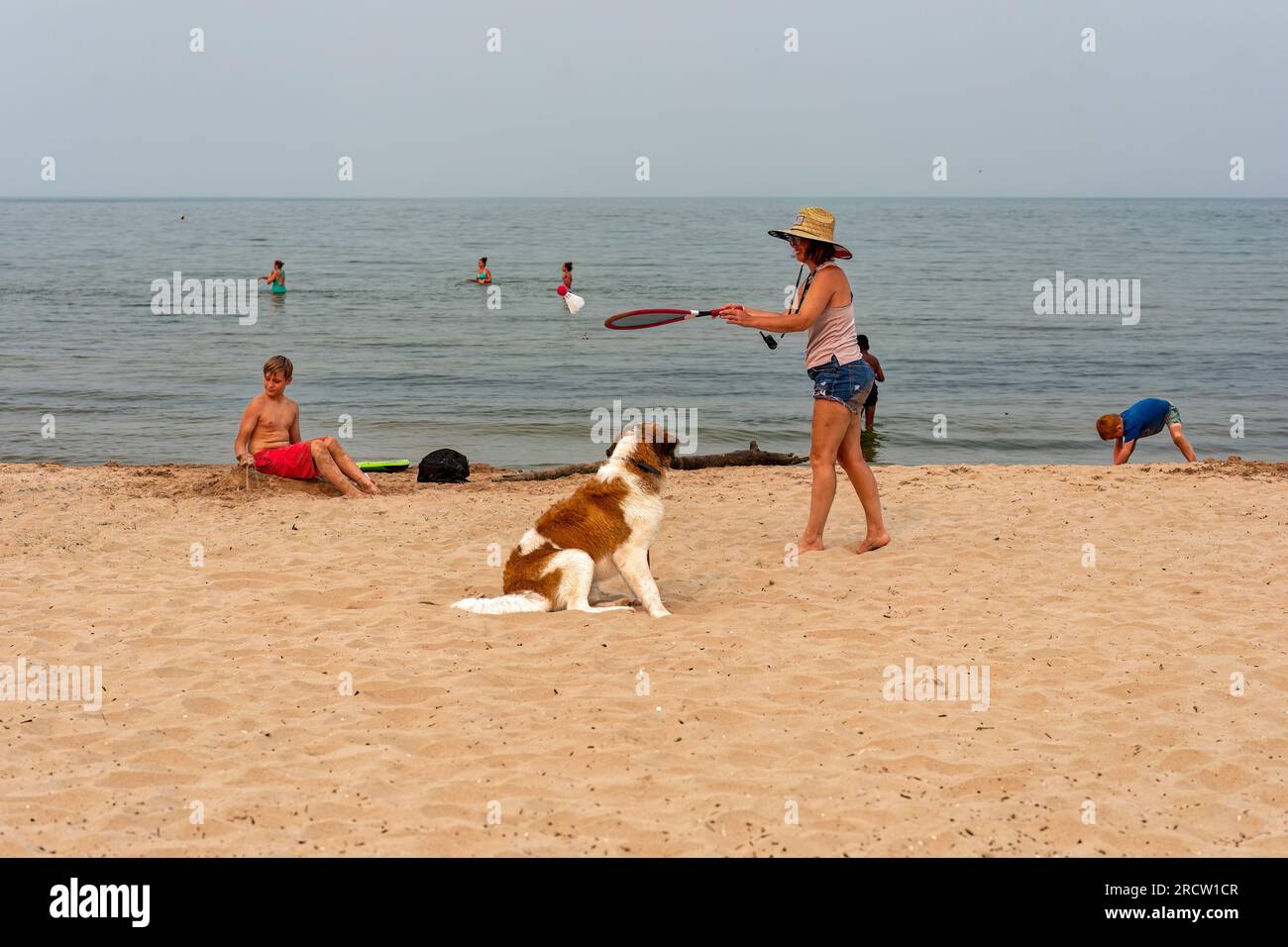 a family with a St. Bernard dog is playing on the beach Stock Photo