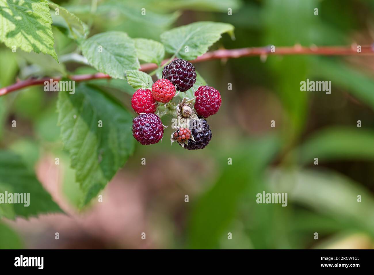 The Black raspberry (Rubus occidentalis) known as bear's eye blackberry,  black cap, black cap raspberry and scotch cap Stock Photo - Alamy