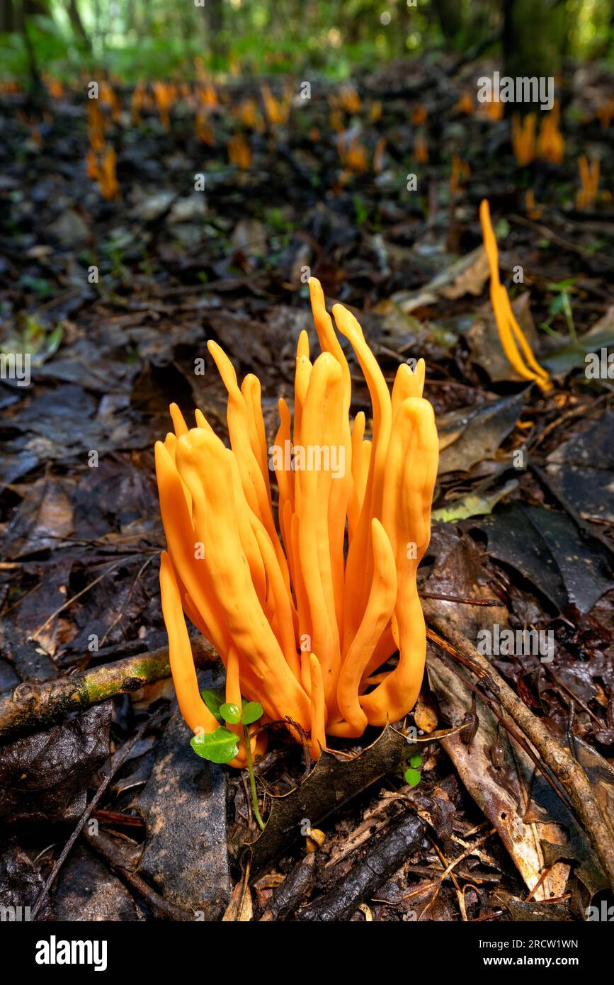 Golden Spindles (Clavulinopsis fusiformis) species of fairy club fungus - Brevard, North Carolina, USA Stock Photo