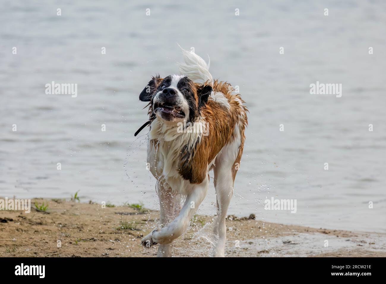 St. Bernard dog is playing on the beach lake Michigan Stock Photo