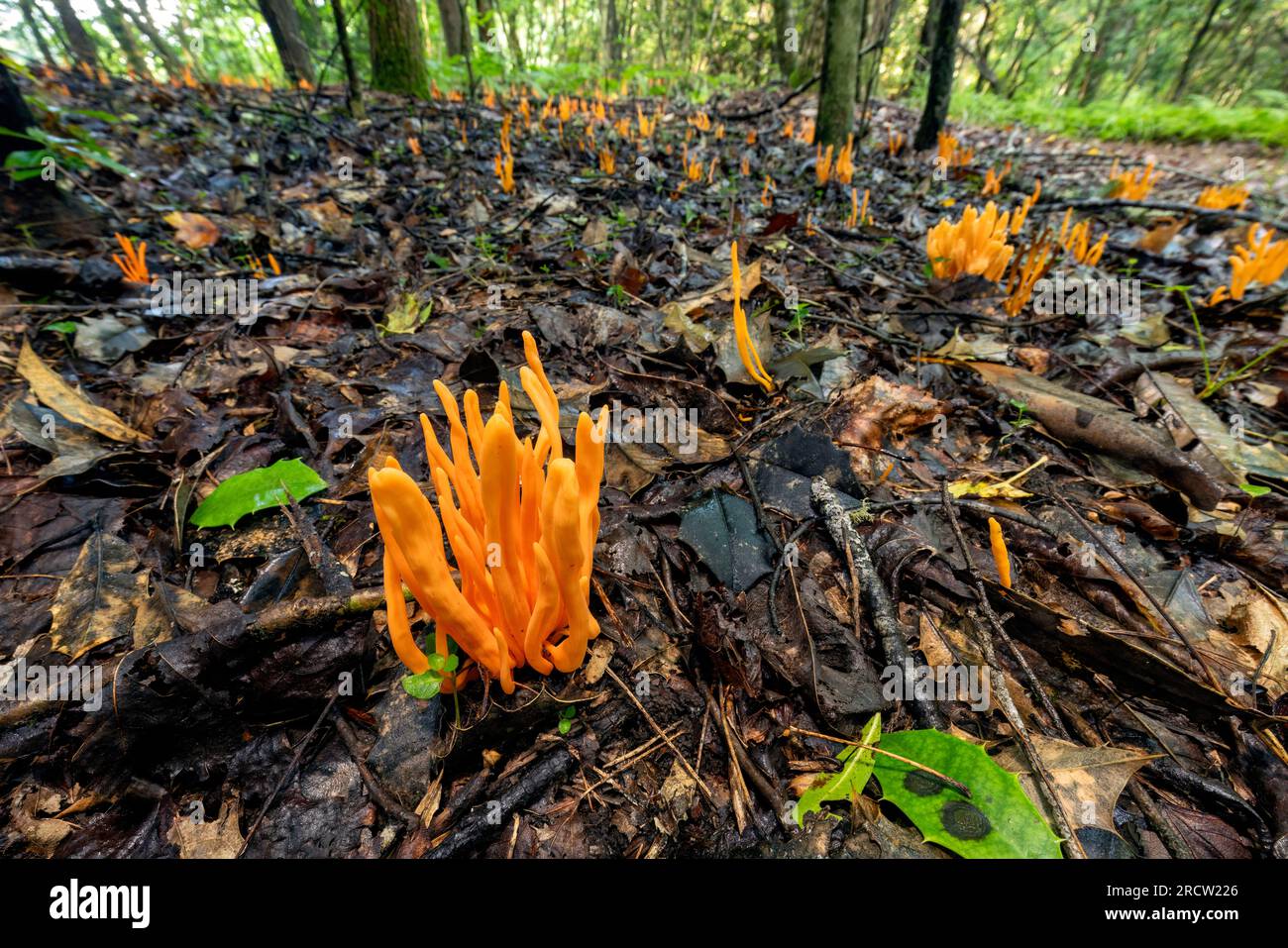 Golden Spindles (Clavulinopsis fusiformis) species of fairy club fungus - Brevard, North Carolina, USA Stock Photo