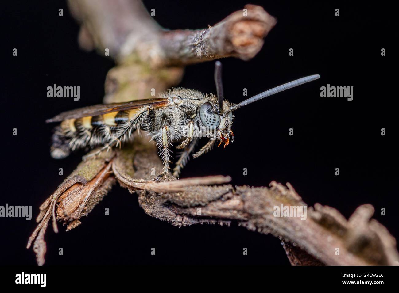 Scoliidae wasp, yellow hairy flower wasp resting on branch, Close up insect in wild, Selective ficos. Stock Photo