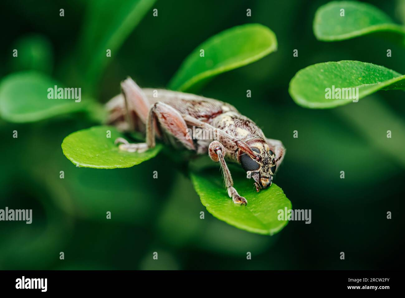 Face of a grey longhorn beetle, bug, beetle, on green leaf, Close up of insect and selective focus. Stock Photo