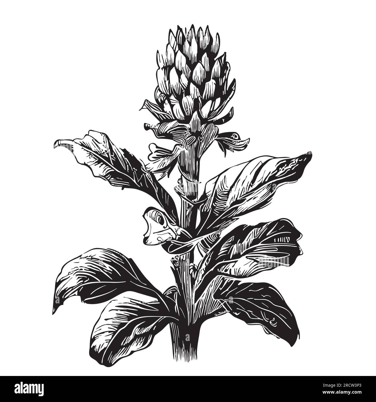 Ginger plant sketch hand drawn in doodle style illustration Stock
