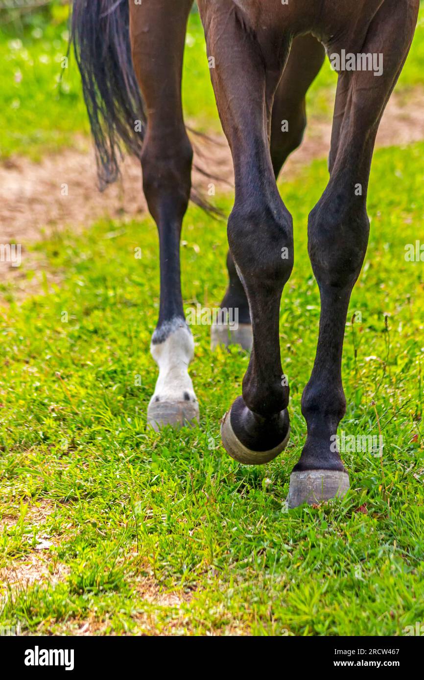 Leading horse walking along the grass track Stock Photo Alamy