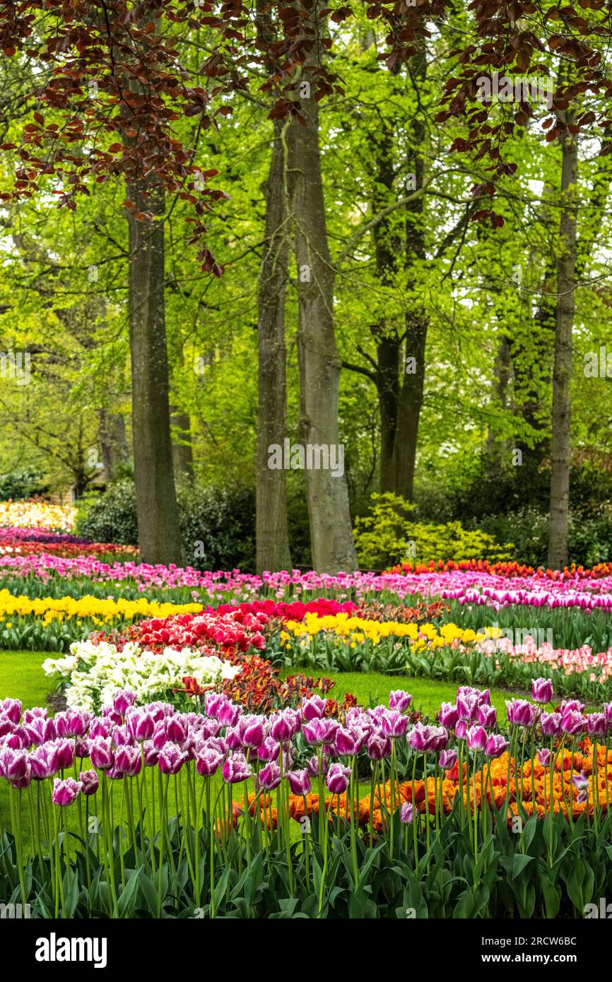 tulip flower beds on the grounds of the Keukenhof Gardens in Holland