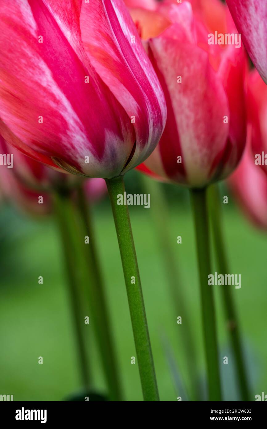 pink tulip with long green stem Stock Photo