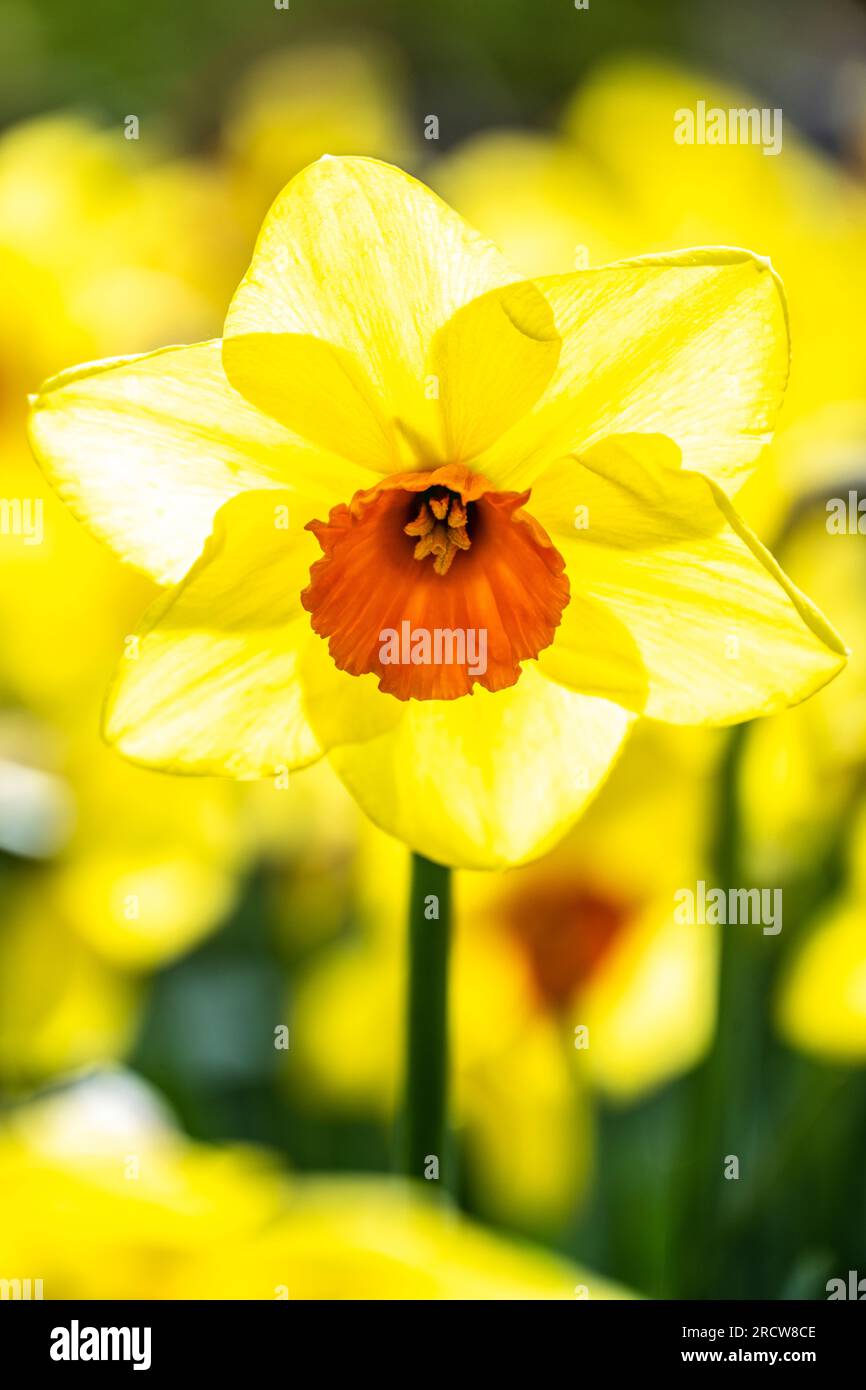 single yellow daffodil with an orange center with backlighting Stock Photo