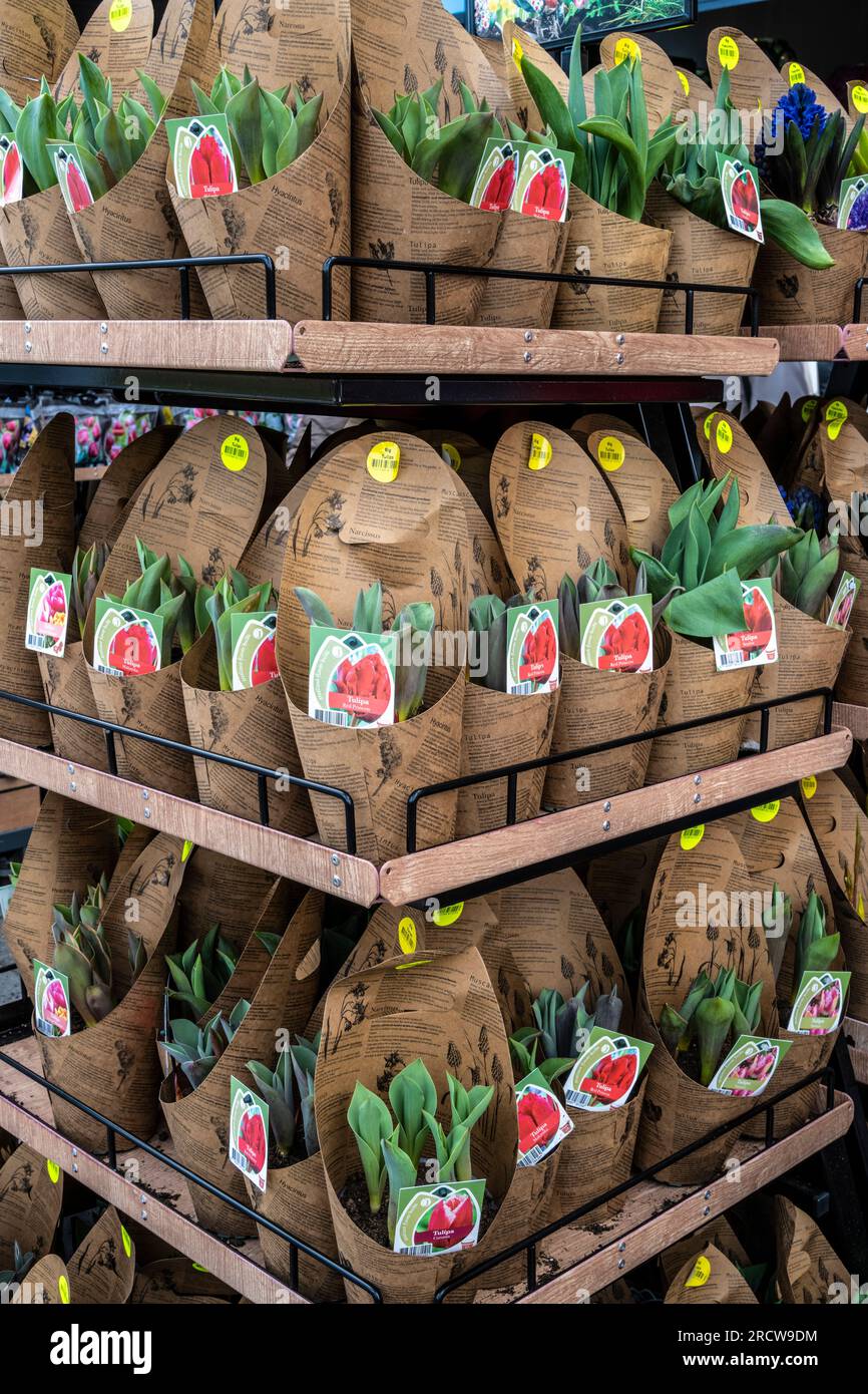 tulip plants to buy at the Keukenhof Gardens Stock Photo Alamy