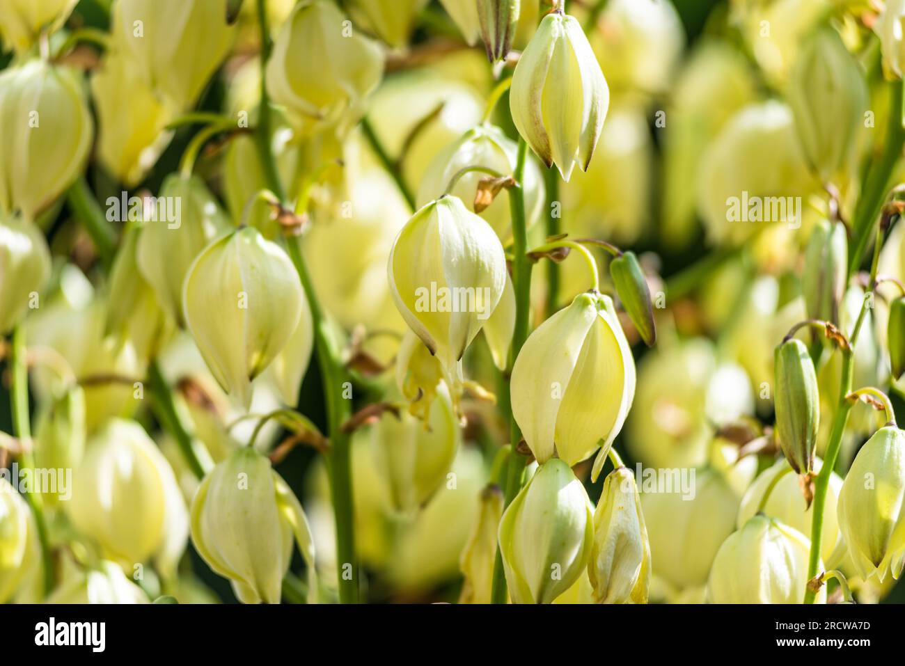 Yucca plant Creamy White flower. Close up macro. Blooming. Narrow depth of field. Selective focus. Natural beauty. Stock Photo