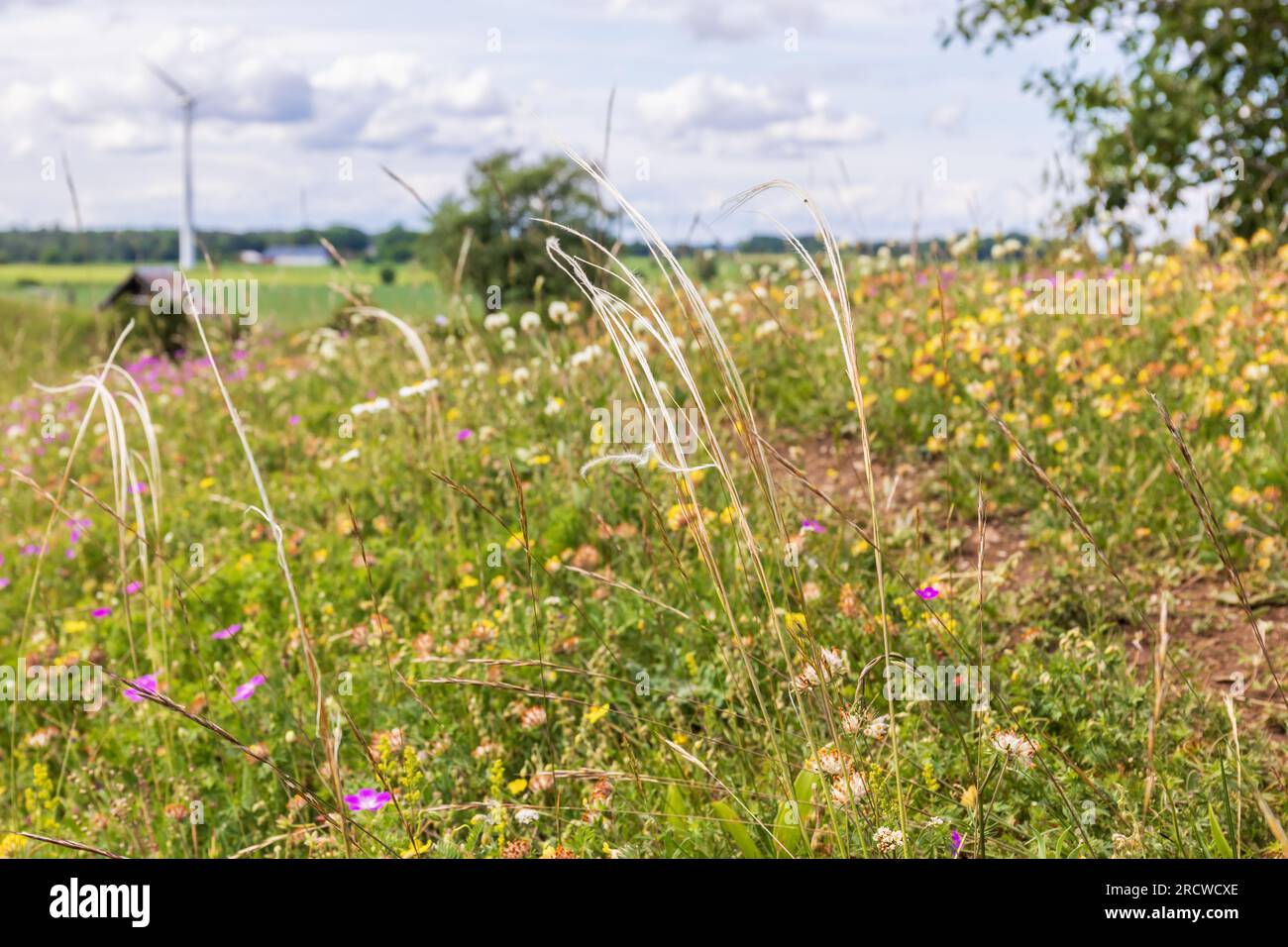 Stipa pennata grass on a meadow by a path Stock Photo