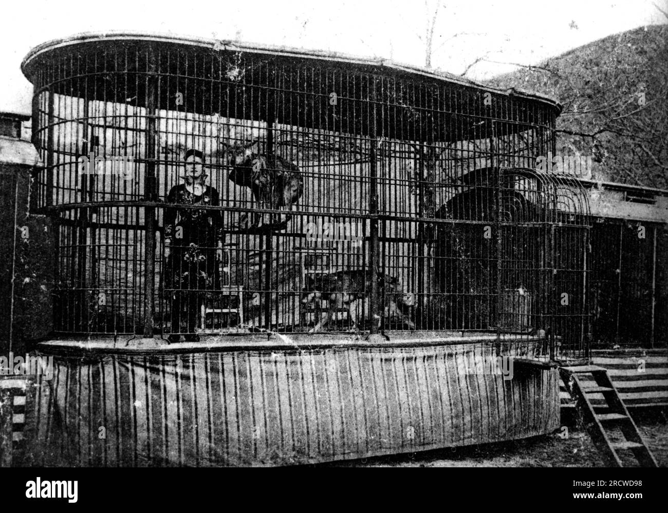 circus, dressage, wolves in the cage, circa 1900, ADDITIONAL-RIGHTS-CLEARANCE-INFO-NOT-AVAILABLE Stock Photo