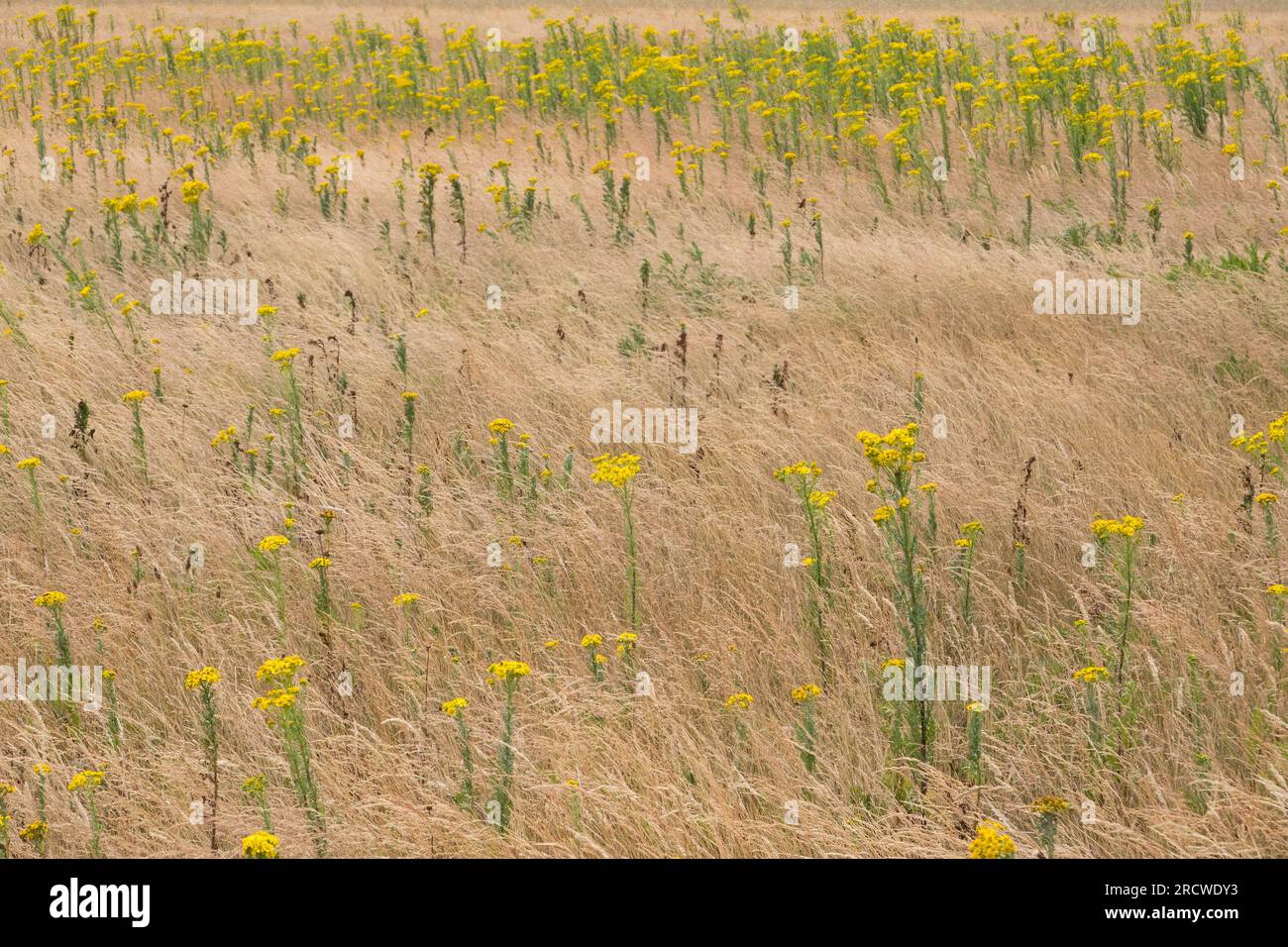 Yellow flowers of ragwort in a field of dried brown grass Stock Photo ...