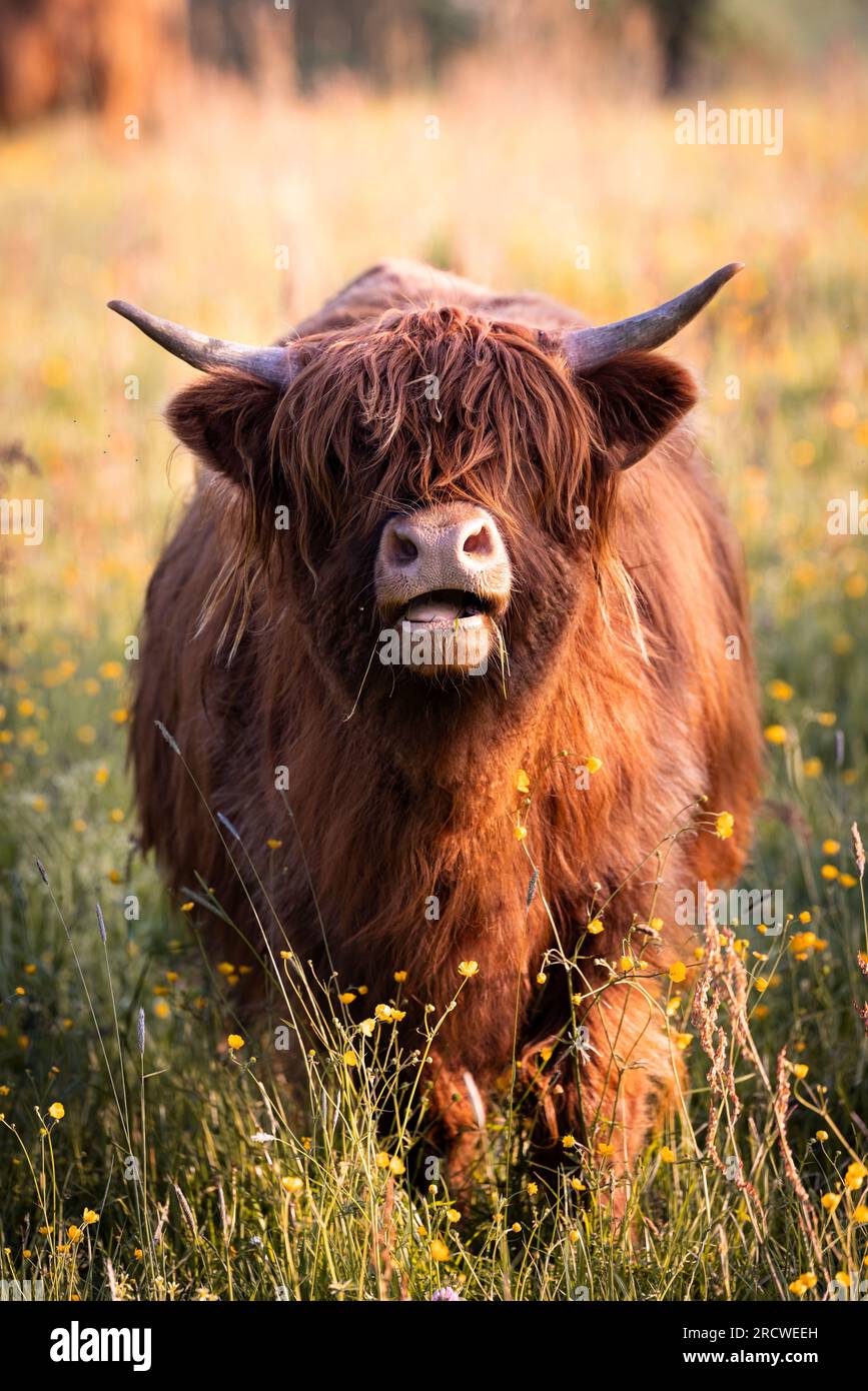 Brown Scottish Highland Cattle with long horns lies on the field in the ...