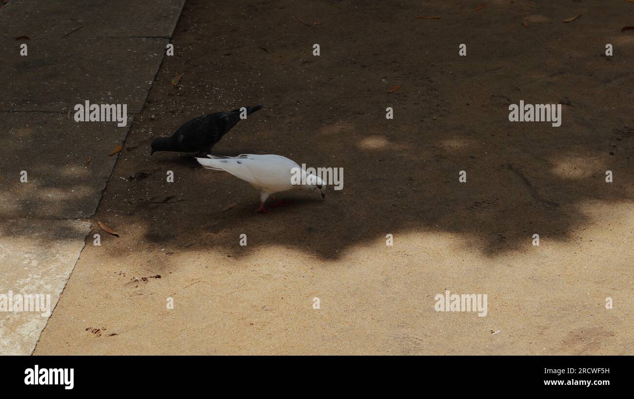 Two full black and full white colored domestic pigeons are on sandy ground picking up grains that have been thrown at it Stock Photo