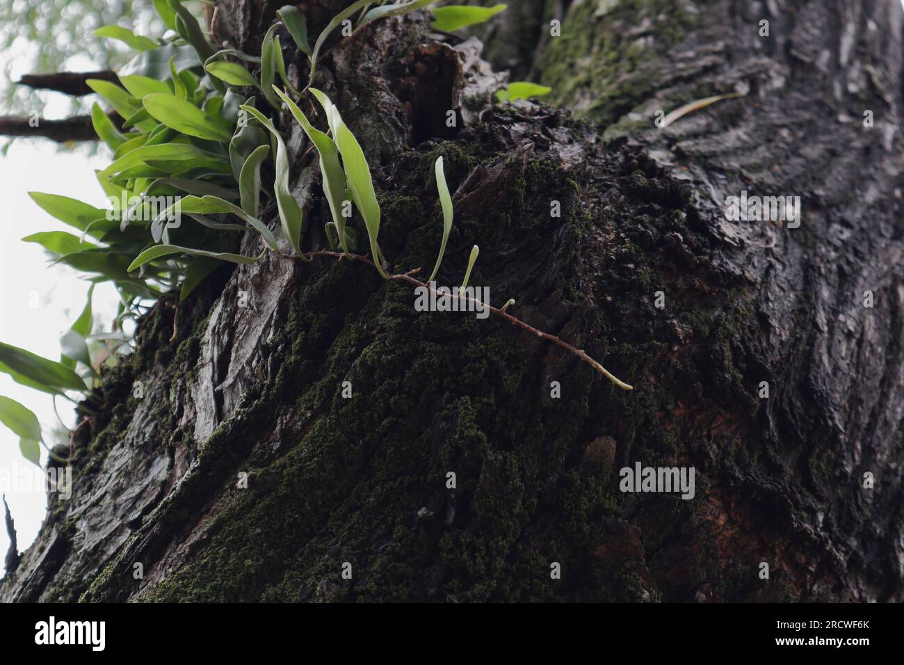 A fern plant growing on top of the trunk surface of an Acacia Auriculiformis Tree, a low angle view Stock Photo