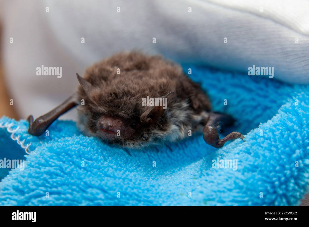 Water bat (Myotis daubentonii), caring for injured animals Stock Photo