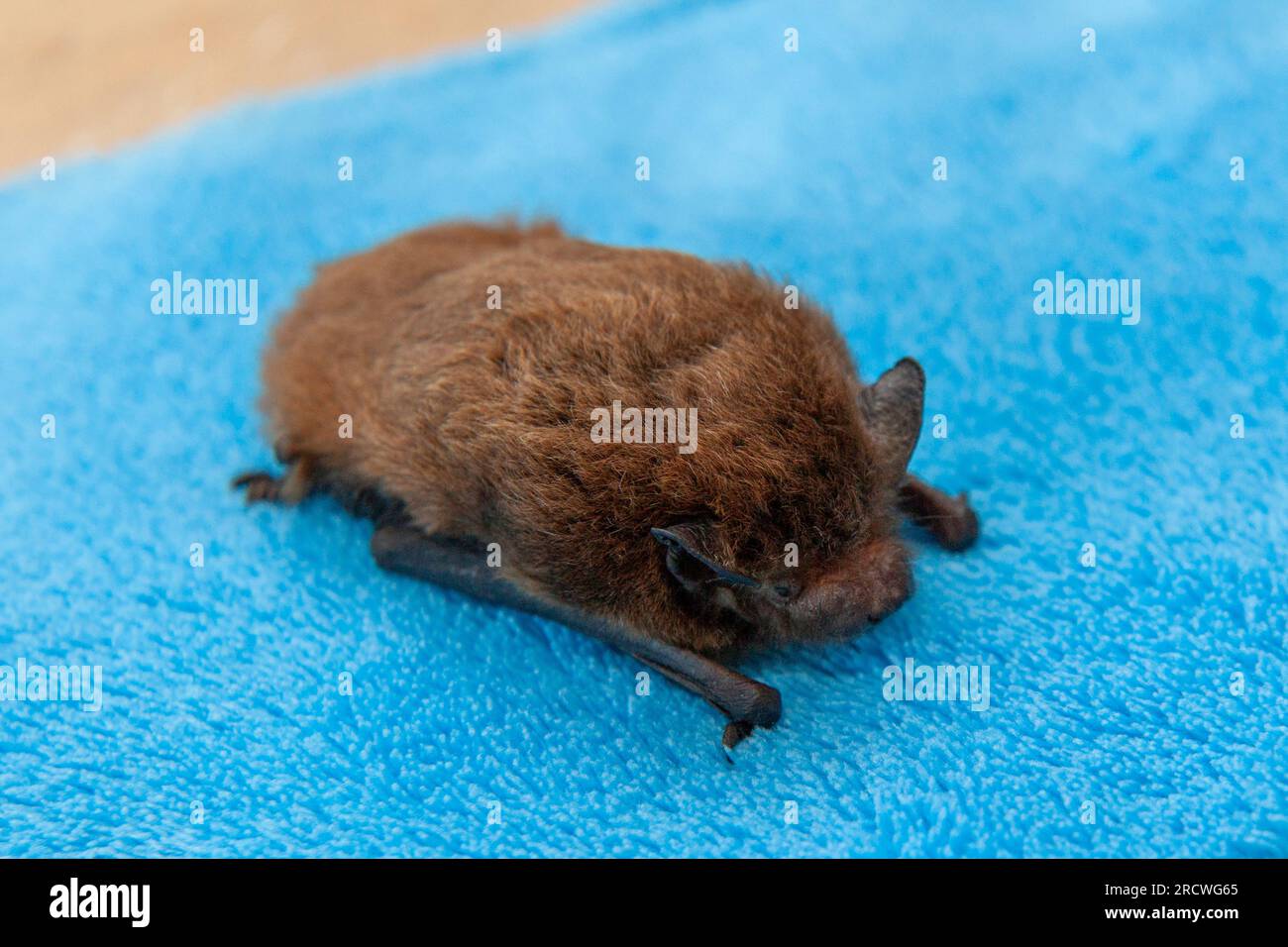 Nathusius' bat (Pipistrellus nathusii) Stock Photo