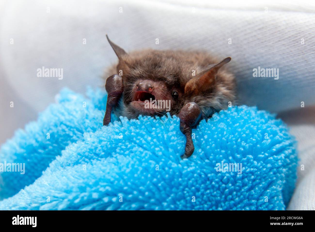 Water bat (Myotis daubentonii), caring for injured animals Stock Photo