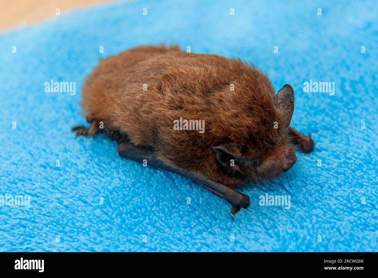 Nathusius' bat (Pipistrellus nathusii) Stock Photo