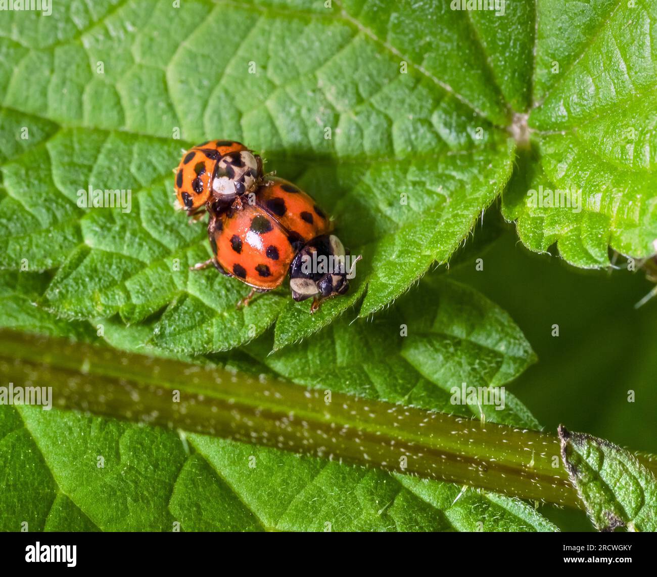 Macro shot showing two mating ladybugs on a green stinging nettle leaf ...