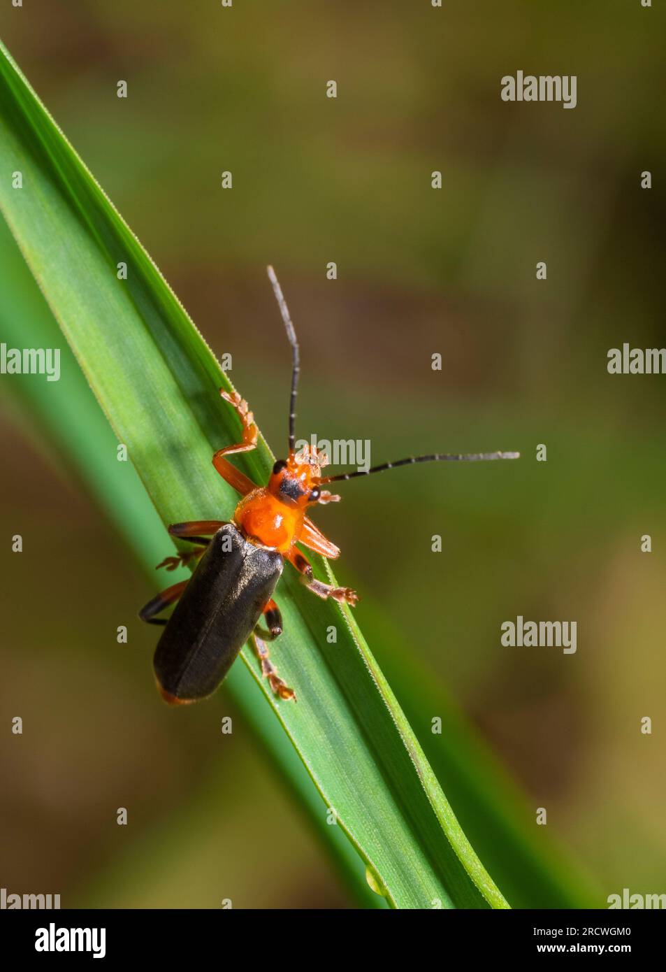 Soldier beetle on green grass leaf in front of blurry back Stock Photo