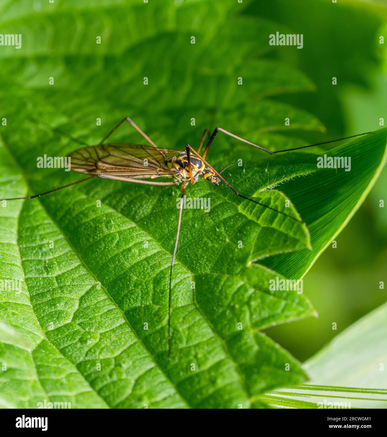 macro shot of a spotted crane fly resting on a stinging nettle leaf Stock Photo