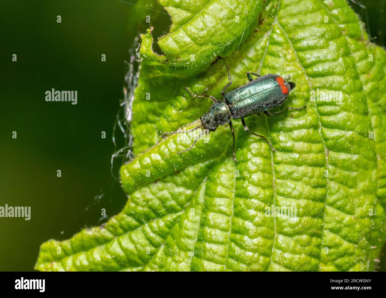 Malachite beetle on green leaf seen from above Stock Photo