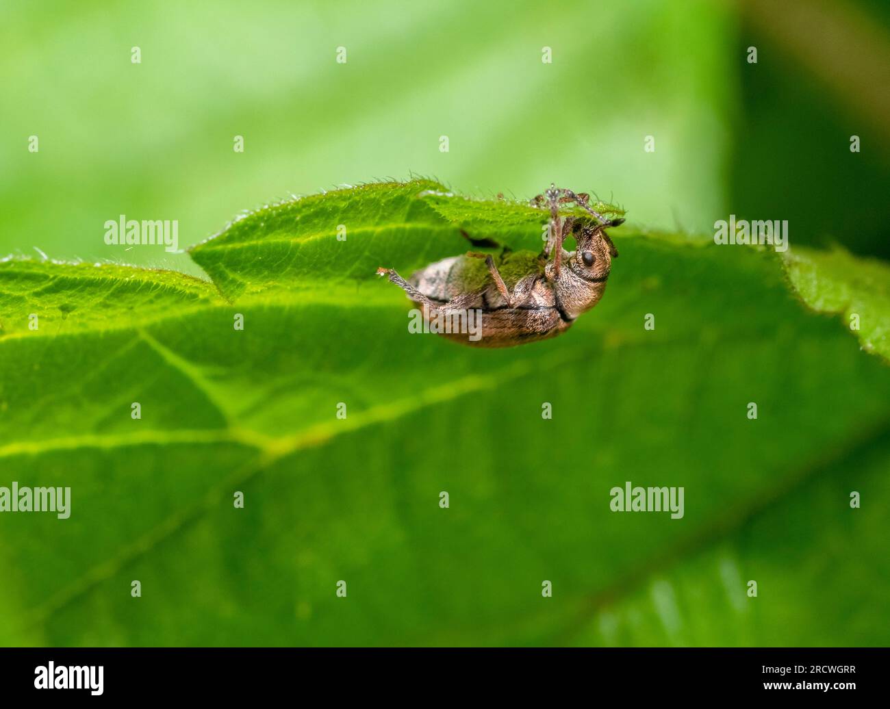 Common leaf weevil on stinging nettle leaf Stock Photo - Alamy