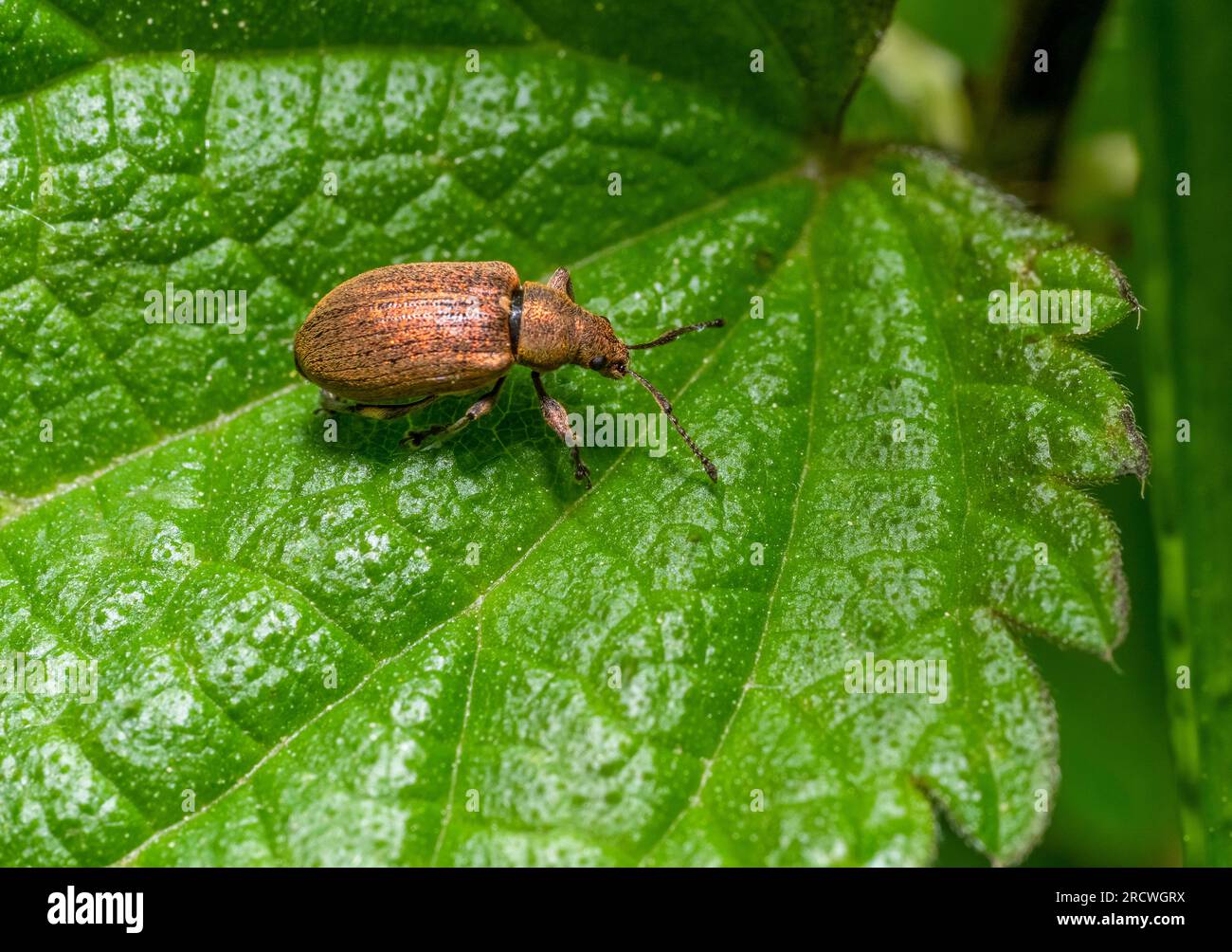 Common leaf weevil on stinging nettle leaf Stock Photo - Alamy