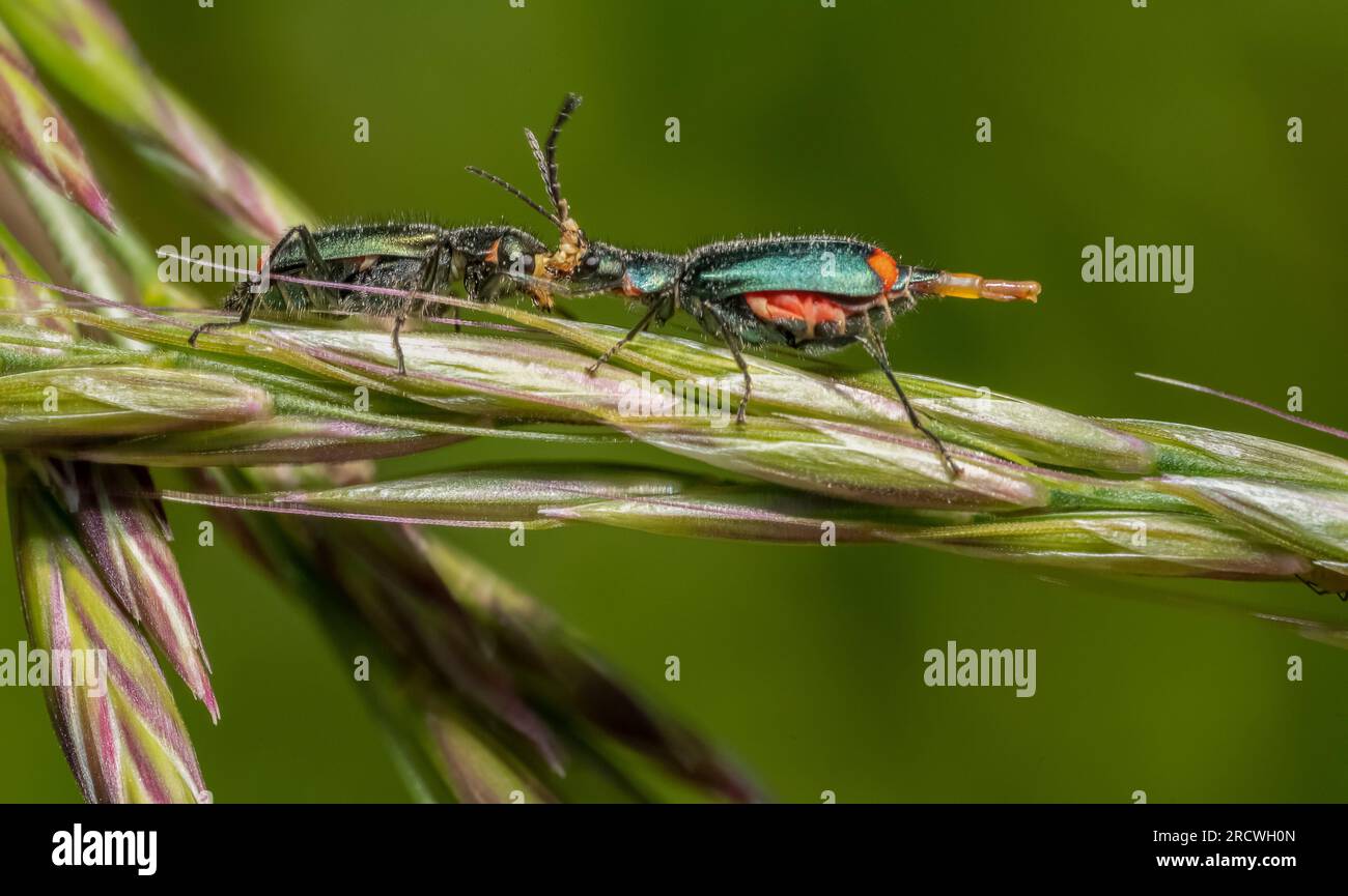 Sideways macro shot of two malachite beetles on a grass ear Stock Photo