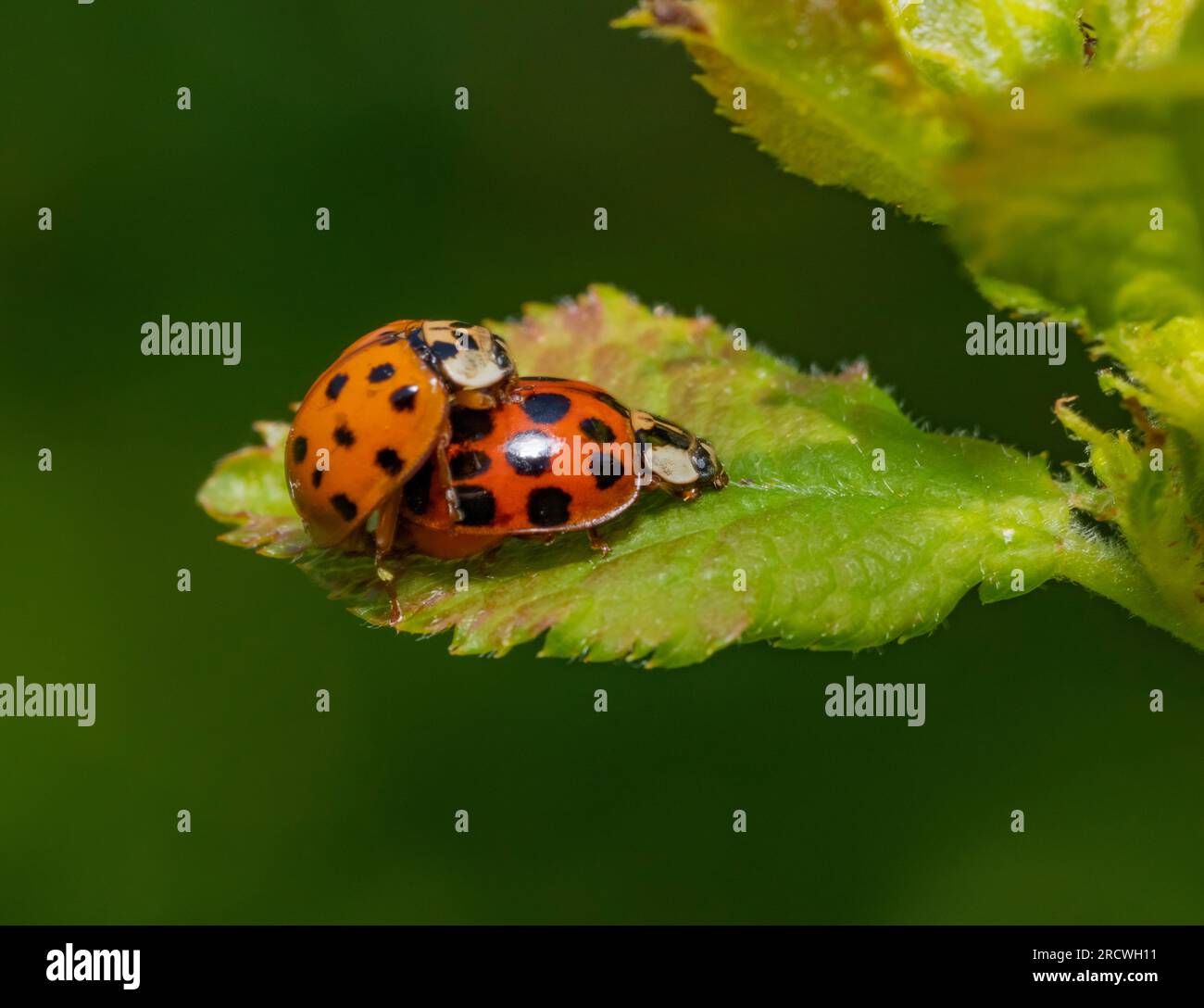 Ladybugs mating hi-res stock photography and images - Alamy