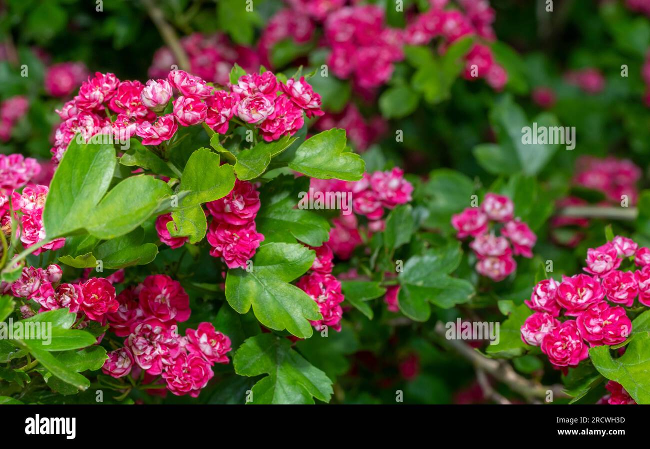 Full frame shot of some pink double crimson flowering hawthorn tree blossoms Stock Photo