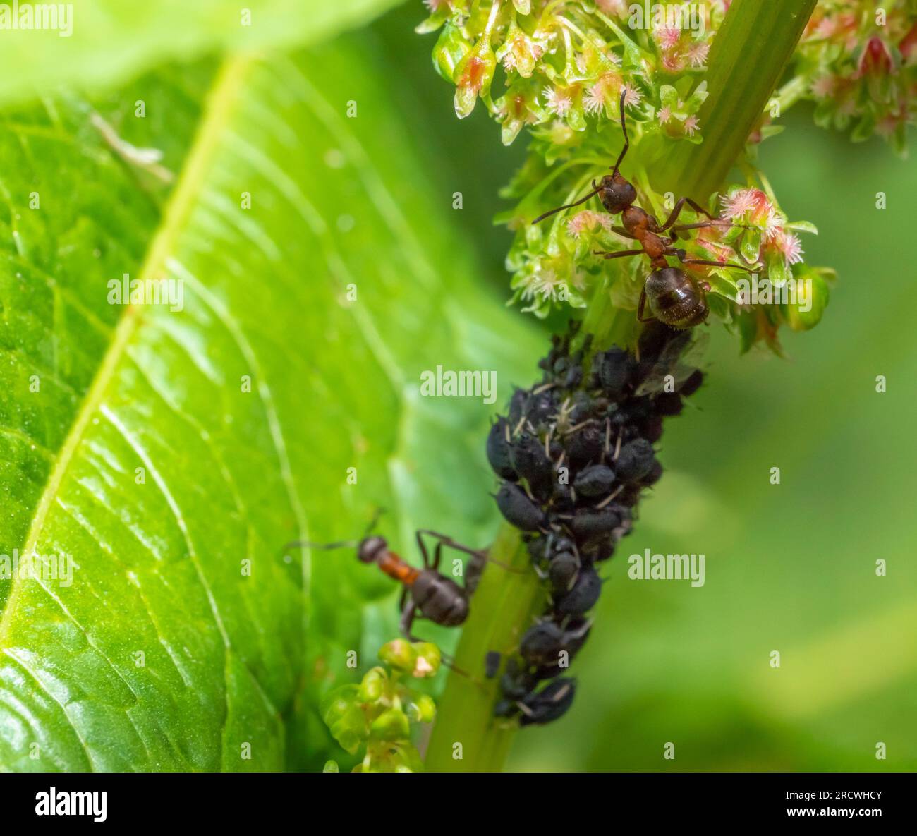 Macro shot sowing wood ants protecting and collecting honey dew from dark aphids on a plant stalk Stock Photo