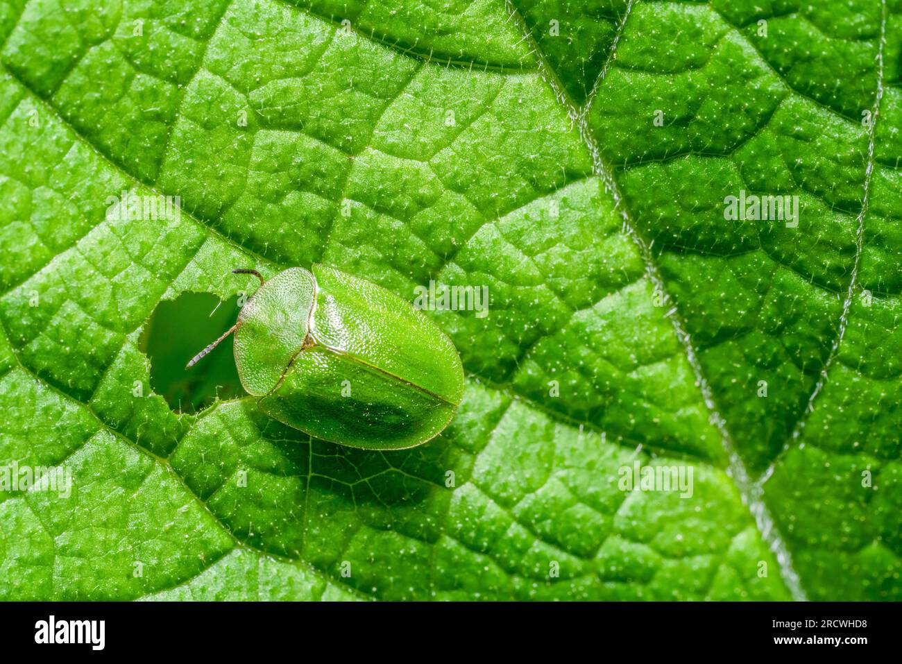 Green tortoise beetle feeding at a green leaf seen from above Stock Photo