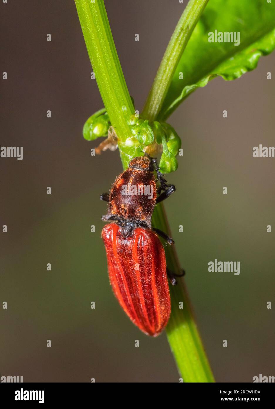 Red click beetle on green plant stalk with leaves Stock Photo - Alamy