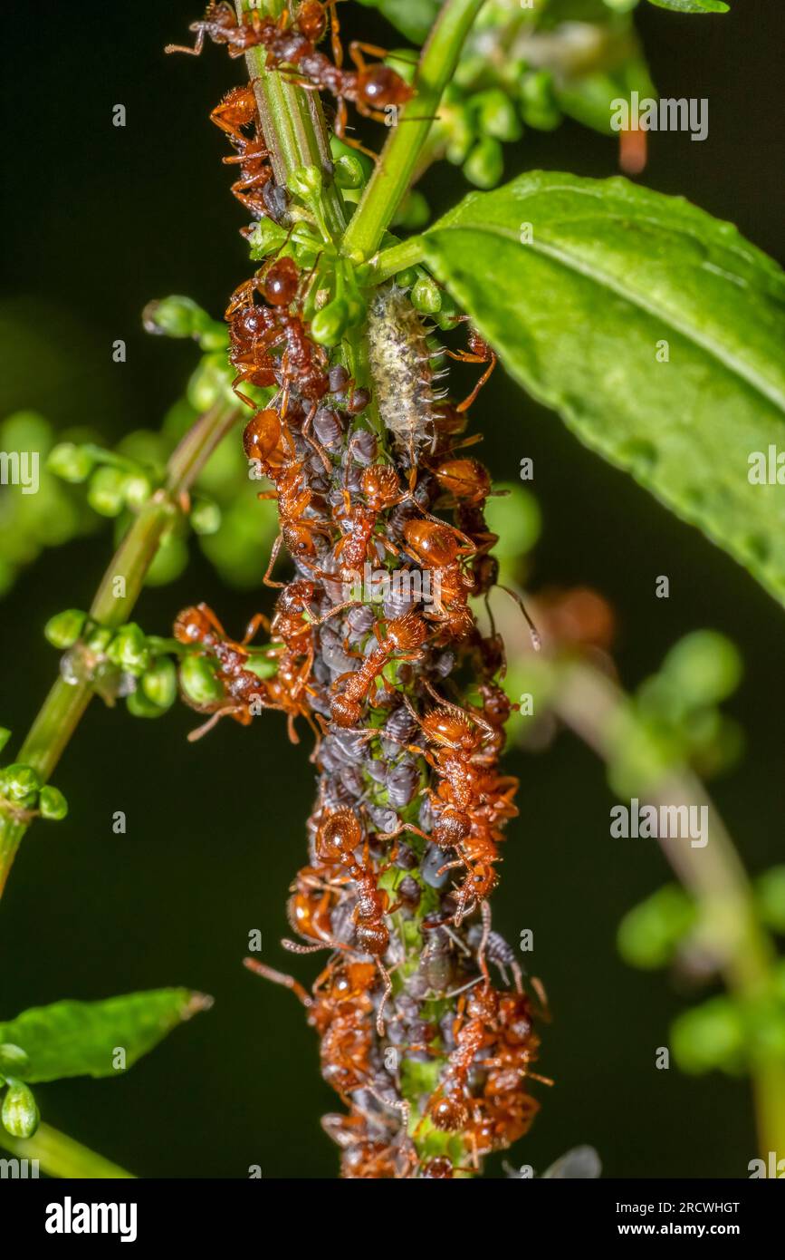 Macro shot sowing some ants protecting and collecting honey dew from aphids on a plant stalk Stock Photo