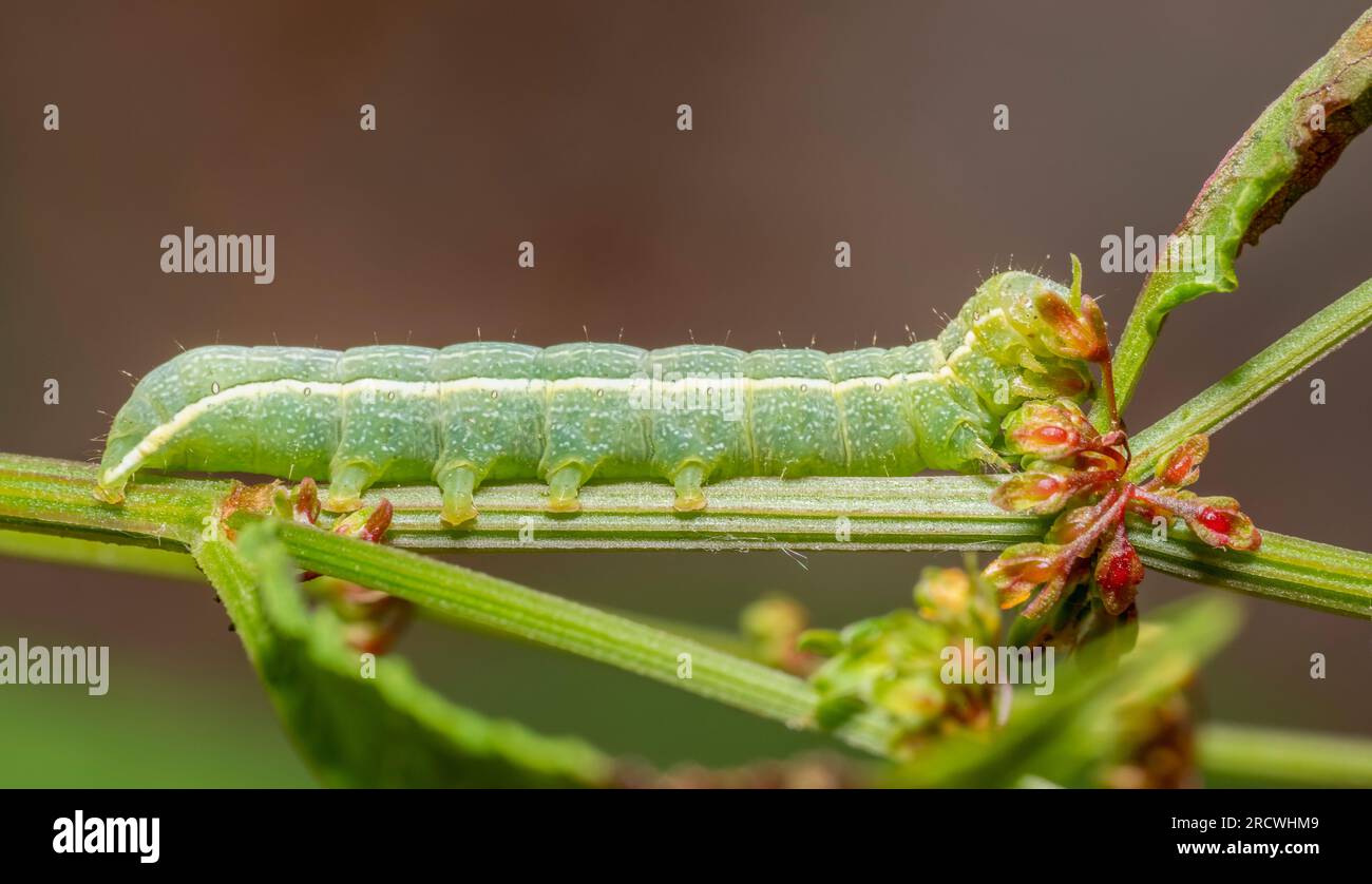 Sideways shot showing a caterpillar of the clouded drab moth Stock Photo