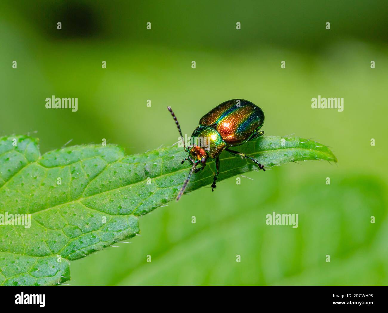 Dead-nettle leaf beetle at the edge of a leaf in green ambiance Stock Photo