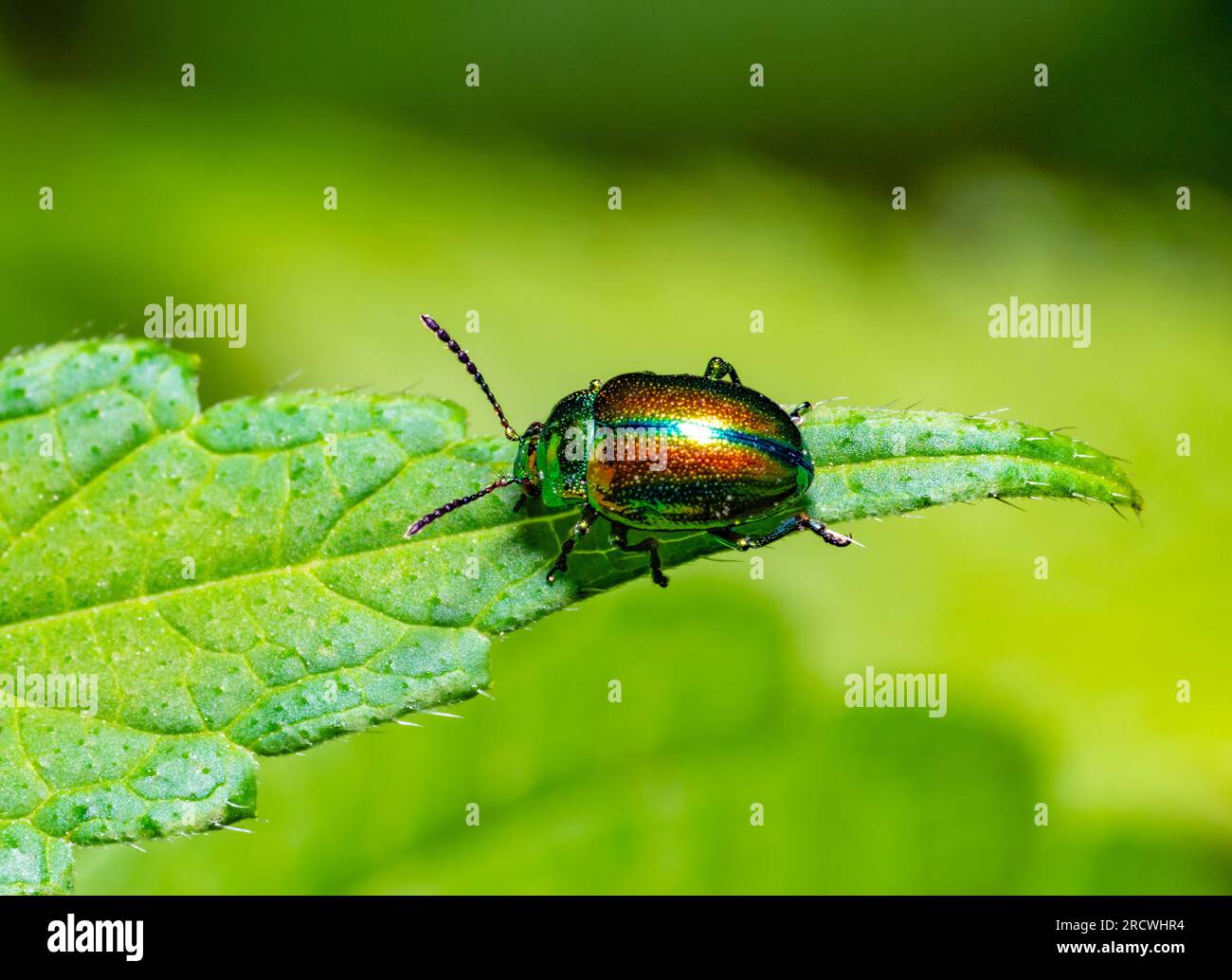 Dead-nettle leaf beetle at the edge of a leaf in green ambiance Stock Photo