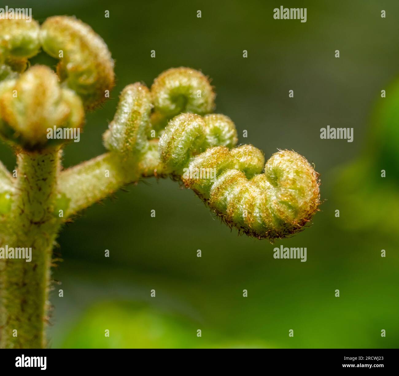 Closeup shot showing a young rolled eagle fern frond Stock Photo