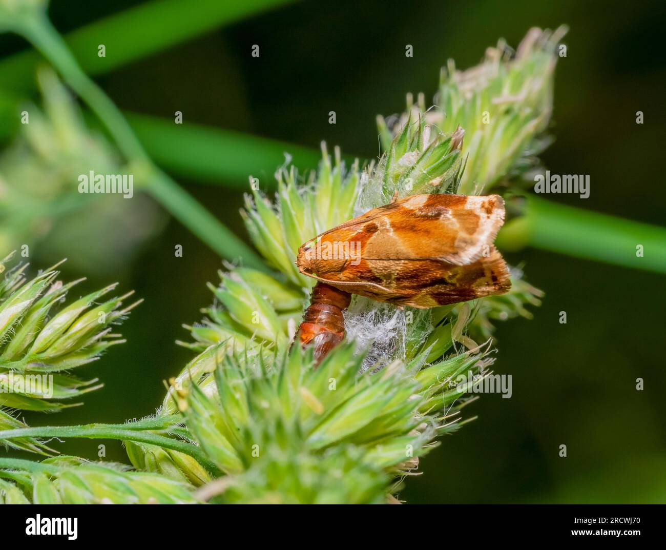 Freshly slipped variegated golden tortrix on grass ear Stock Photo