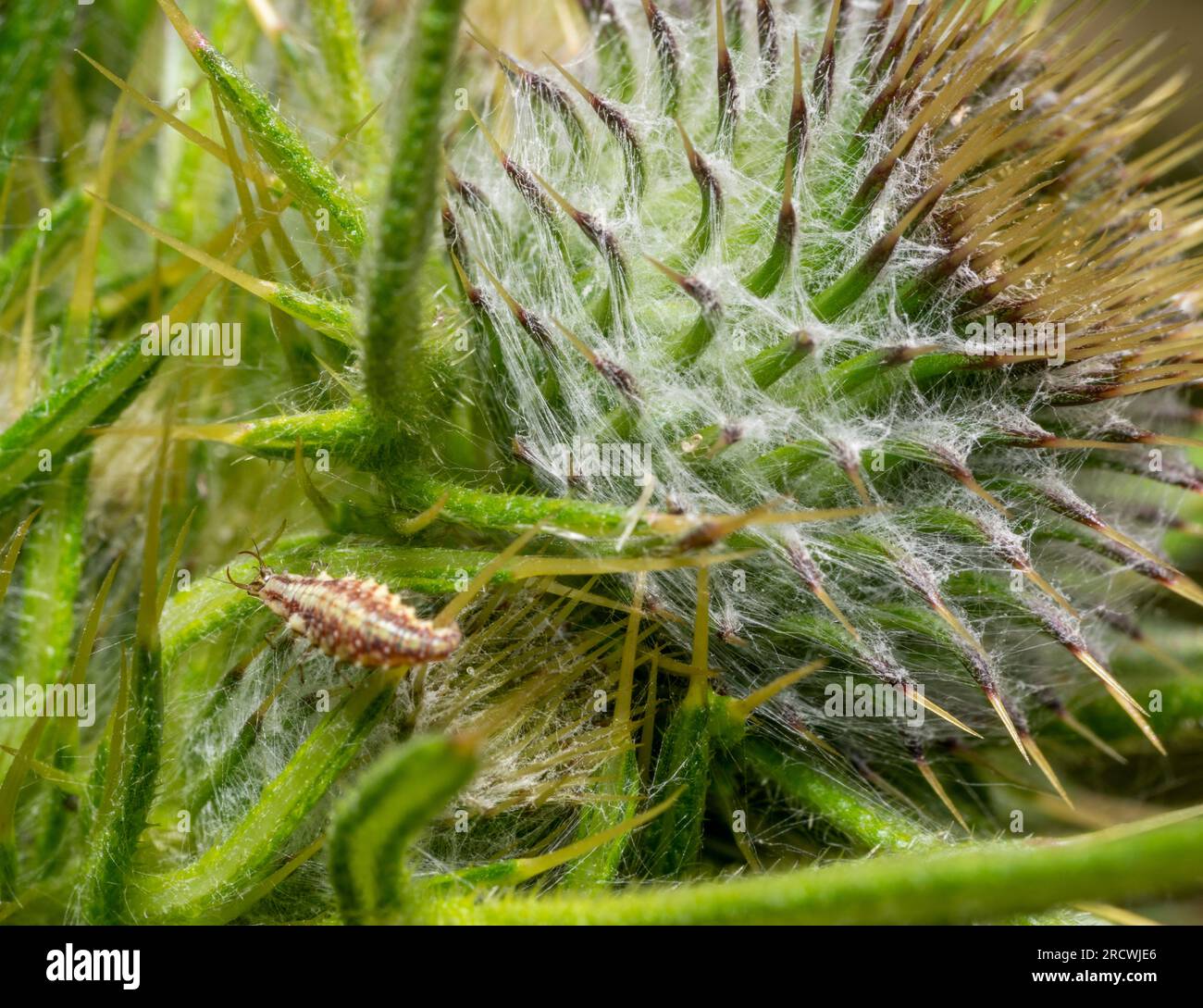 Green lacewing larva near green thistle bud Stock Photo