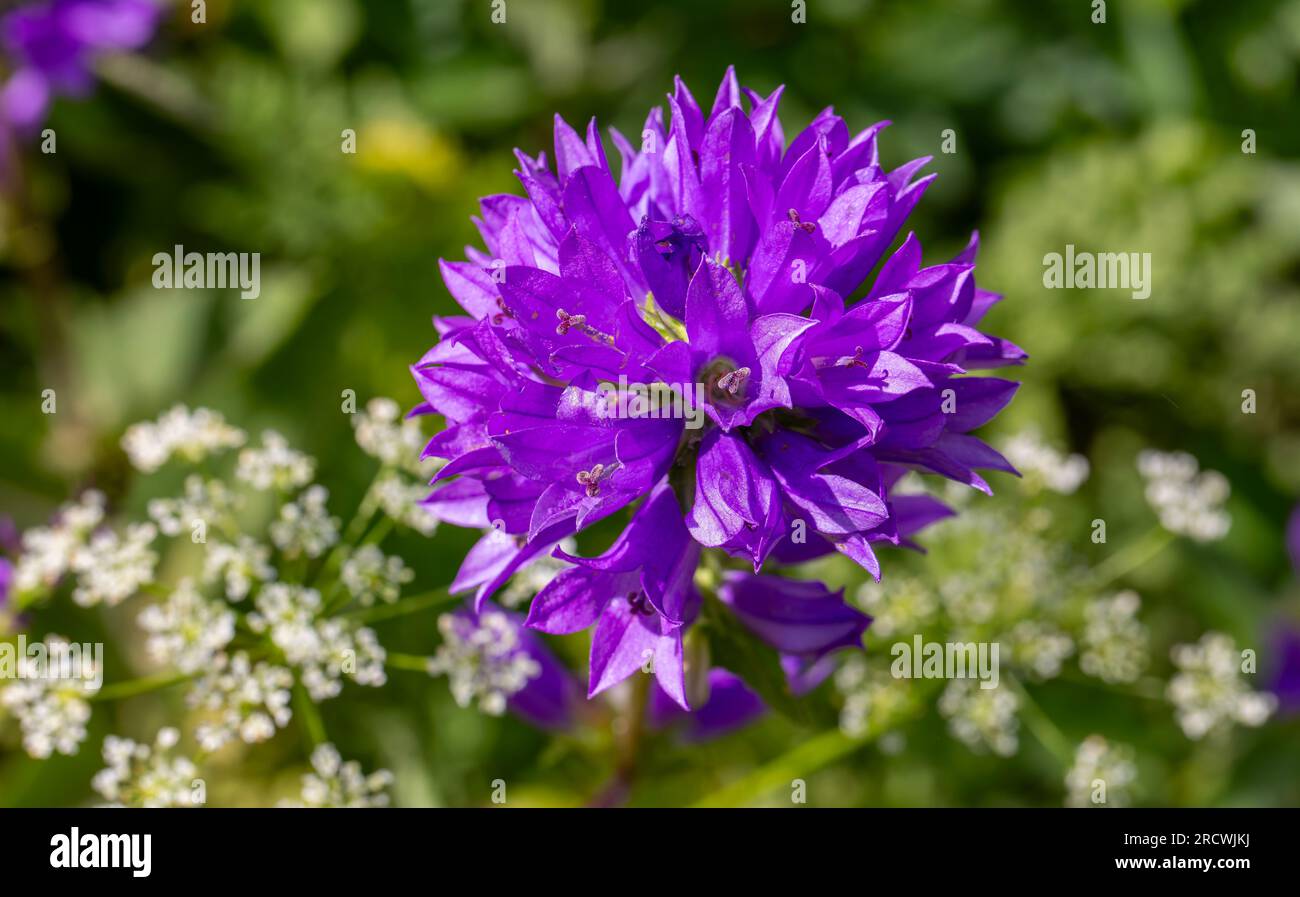 Superba Bellflower Perennial - Campanula glomerata Superba Stock Photo